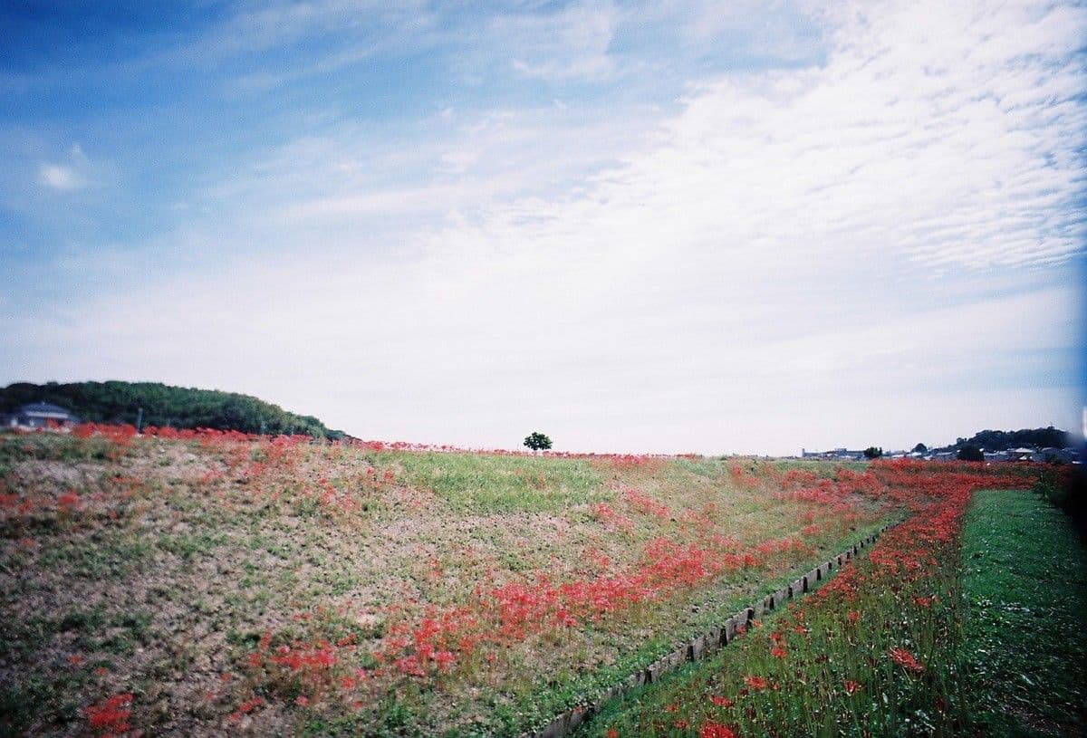 Living In Aichi: Guide for Foreigners