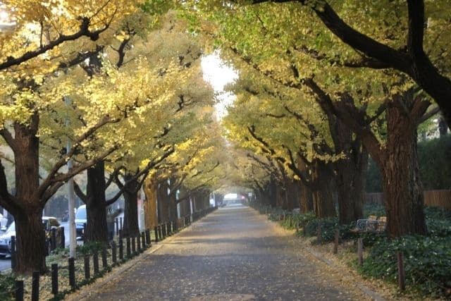 Living in Aoyama-Ichome: What is it Like For Foreigners?